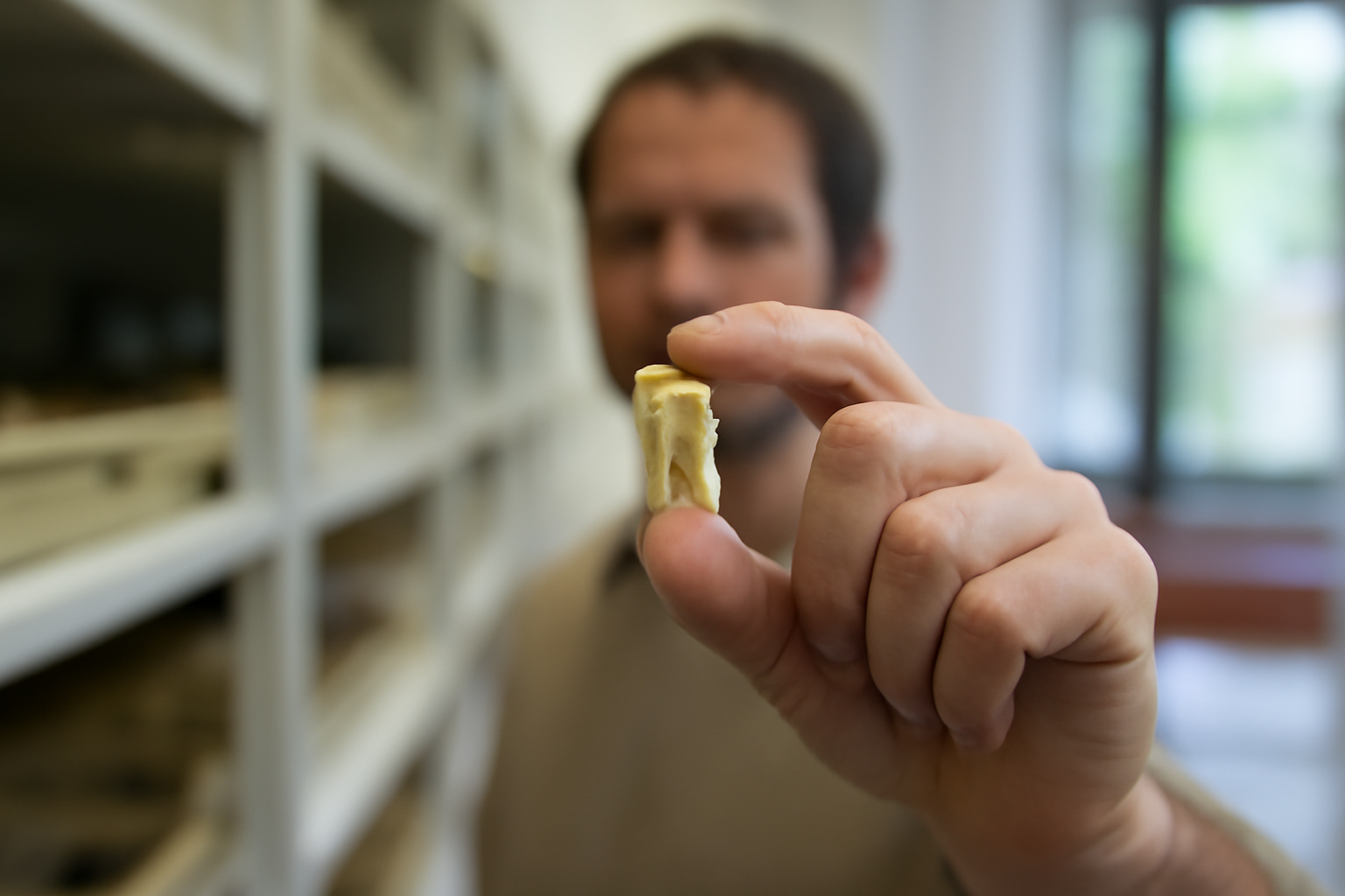 6500年前の“人の歯ペンダント”、博物館の棚から静かに現れる