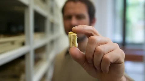6500年前の“人の歯ペンダント”、博物館の棚から静かに現れる